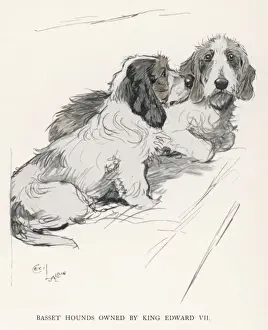 Basset Hounds Edward VII