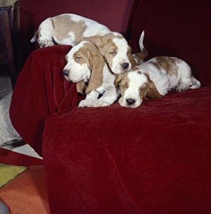 Images Dated 27th January 2017: Three Basset hounds sleeping on a sofa