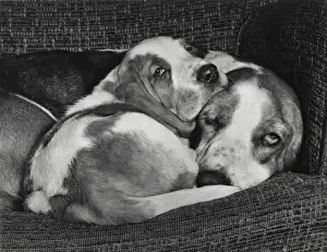 Sleepy Prints: Two Basset hounds on a sofa