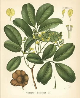 Bastard teak, Pterocarpus marsupium