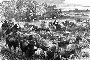 Images Dated 8th August 2011: Basuto Gun War, 1880 - - cattle recovered
