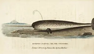 Naturalistspocketmagazine Prints: BAT Bantam I in original form with short-span ailerons