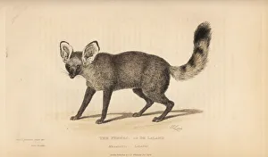 Bat eared fox, Otocyon megalotis lalandi Bat eared fox, Otocyon megalotis lalandi