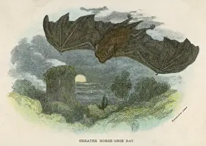Bat / Greater Horseshoe / Nl
