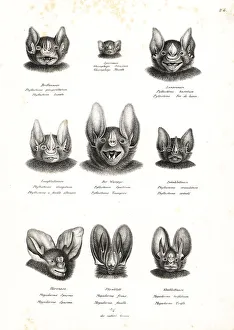 Vampire Collection: Bat heads