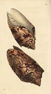 Bat volute shell, Cymbiola vespertilio Bat volute shell, Cymbiola vespertilio