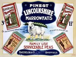 Vege Table Prints: Batchelor & Co advert