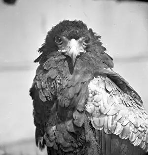 Bateleur eagle