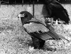 Batelur Eagle
