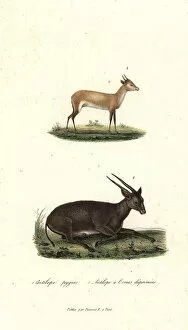 Antelope Gallery: Batess pygmy antelope and anoa (critically endangered)