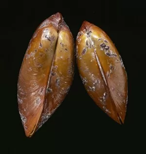 Bivalve Collection: Bathymodiolus elongatus, giant vent mussel