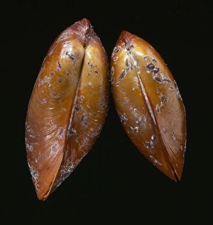 Bivalve Collection: Bathymodiolus elongatus, giant vent mussel