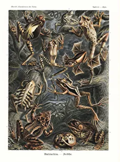 Pouch Collection: Batrachia frogs and toads