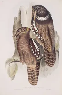 Frogmouth Prints: Batrachostomos auritas, large frogmouth