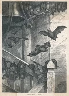 Homes Collection: Bats in the Belfry 19C