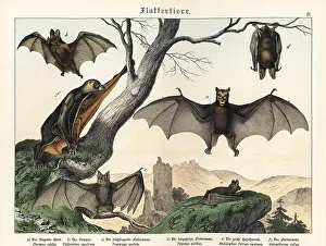 Bats and flying foxes