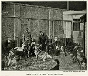 Stray Gallery: Battersea Dogs Home 1896