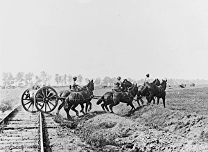 WWI Animals Gallery: Battle of Albert 1918
