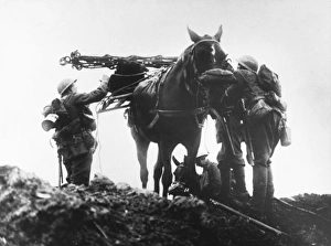 WWI Animals Gallery: Battle of Flanders
