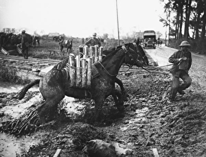 WWI Animals Gallery: Battle of Pilkem Ridge