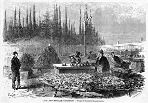 BATTLE OF SOLFERINO 13