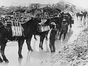 WWI Animals Gallery: Battle of Vimy Ridge 1917