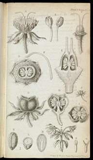 Embryo Gallery: Bauera rubioides