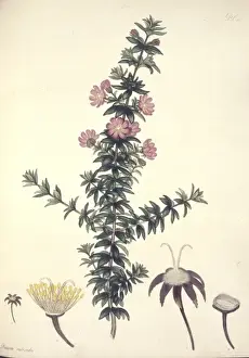 Canidae Prints: Bauera rubioides, dog rose