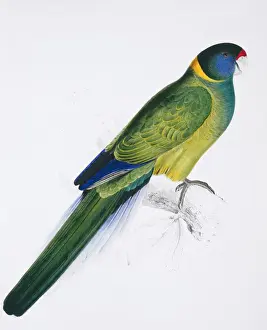 Lear Prints: Bauers parrakeet, Platycercus baueri
