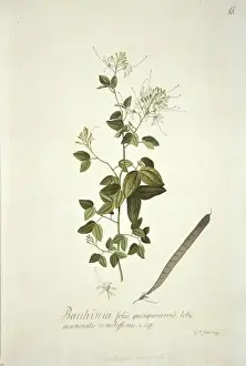 Ehret Prints: Bauhinia divaricata L. bulls hoof
