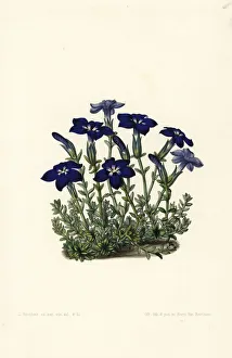 Stroobant Collection: Bavarian gentian, Gentiana bavarica