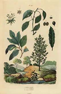 Nobilis Collection: Bay laurel, camphor and sassafras