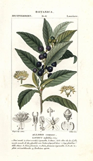 Nobilis Collection: Bay laurel, Laurus nobilis