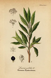 Nobilis Collection: Bay laurel or sweet bay, Laurus nobilis