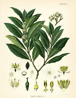 Adolph Gallery: Bay laurel or sweet bay tree, Laurus nobilis