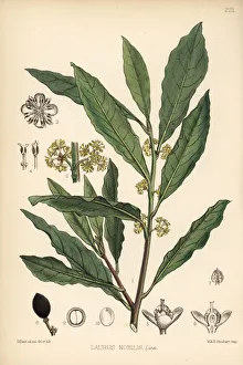 Nobilis Collection: Bay tree, sweet bay or true laurel, Laurus nobilis