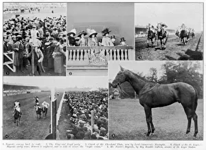 Bayardos St Leger