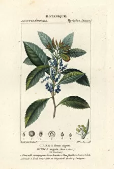 Bayberry, Morella pubescens