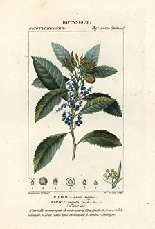 Leaved Prints: Bayberry, Morella pubescens