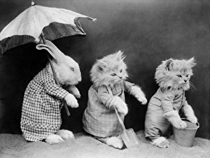 Images Dated 30th March 2012: Beach Animals