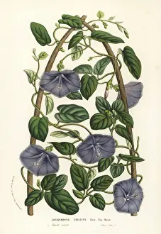 Beach clustervine, Jacquemontia coelestis
