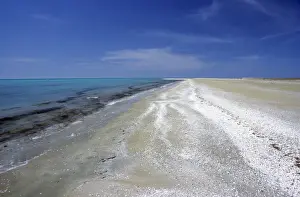 Beach covered with sea shells