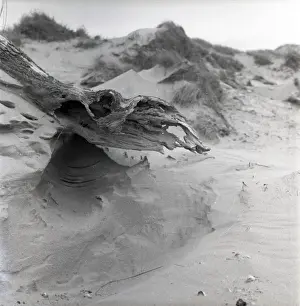 Beach driftwood