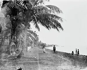 Coastline Collection: Beach on the Island of Tonga
