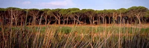 Beach pines - Sardinia, Italy