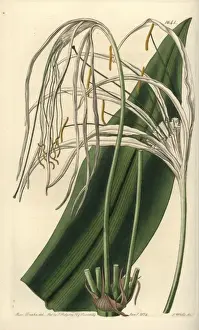 Sydenhamedwards Prints: Beach spider lily, Hymenocallis littoralis