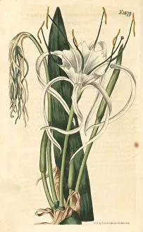 Lily Gallery: Beach spider lily, Hymenocallis littoralis