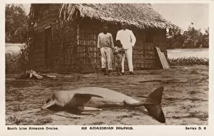 Washed Gallery: A beached Amazon River Dolphin