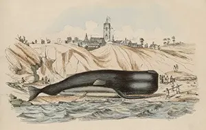 Sperm Prints: Beached Sperm Whale / Frie