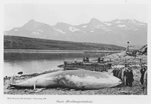 Beached Whale / Norway